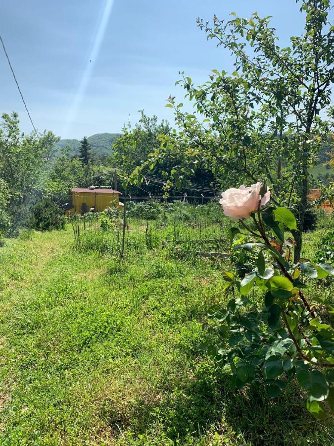 Butterflies Rest Bed and Breakfast Gubbio Esterno foto